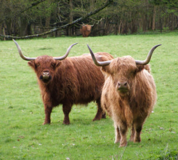 Highland Cattle – Faith and Begorra